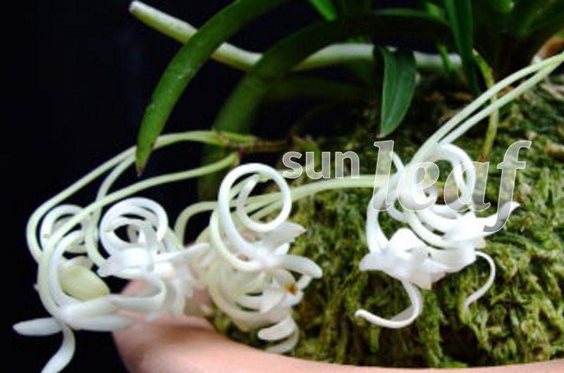 Неофинетия фальката ОЗА-НО-МАИ 皇座の舞