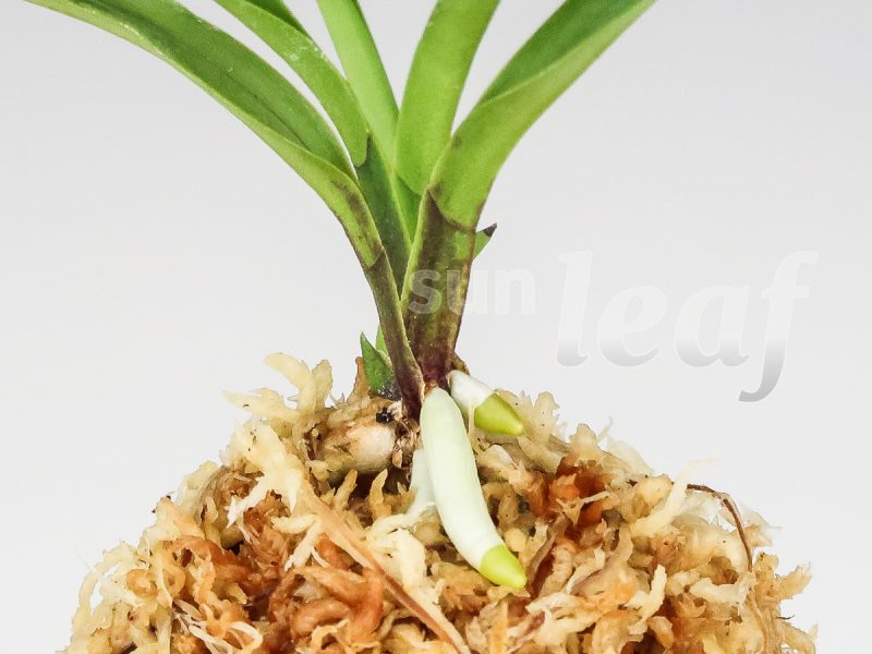 Неофинетия фальката ОЗА-НО-МАИ 皇座の舞