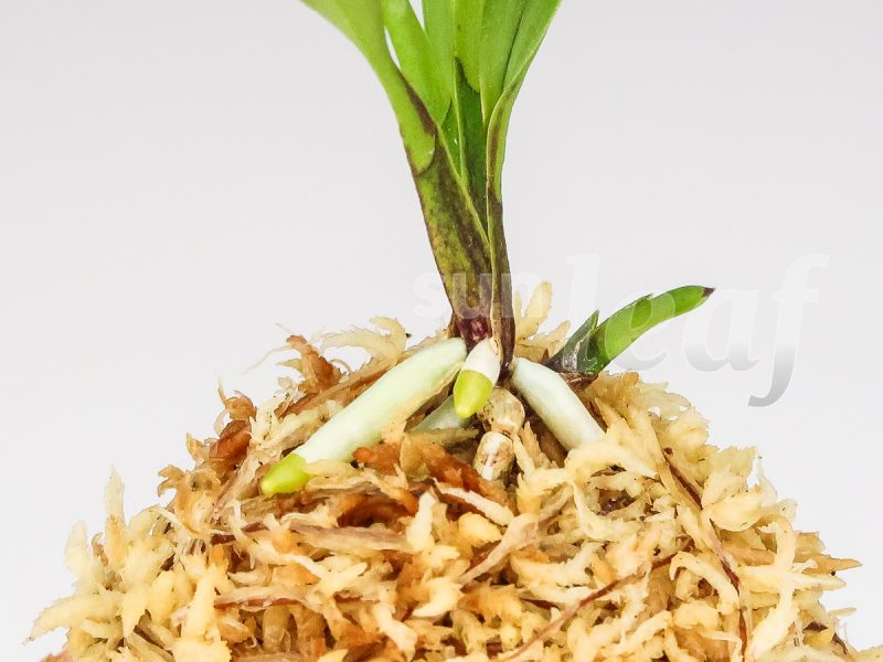 Неофинетия фальката ОЗА-НО-МАИ 皇座の舞