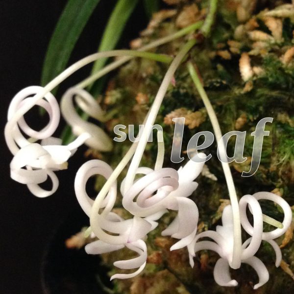 Неофинетия фальката ОЗА-НО-МАИ 皇座の舞