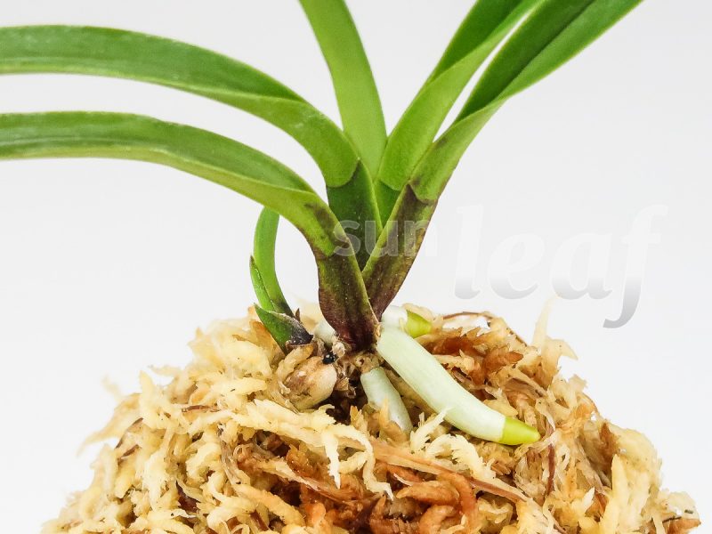 Неофинетия фальката ОЗА-НО-МАИ 皇座の舞