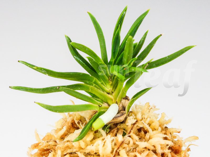 Неофинетия фальката СЭЙРЮ СИСИ 青竜獅子