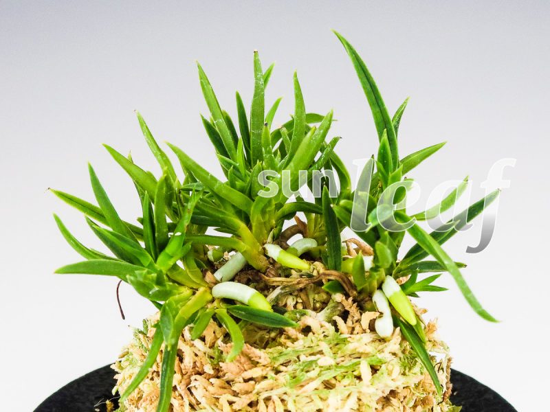 Неофинетия фальката СЭЙРЮ СИСИ 青竜獅子