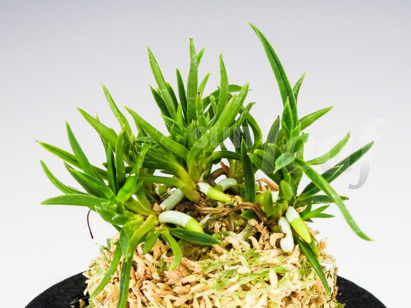 Неофинетия фальката СЭЙРЮ СИСИ 青竜獅子