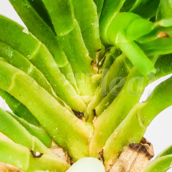 Неофинетия фальката СЭЙРЮ СИСИ 青竜獅子