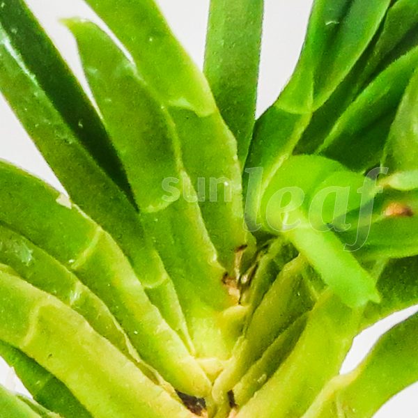 Неофинетия фальката СЭЙРЮ СИСИ 青竜獅子