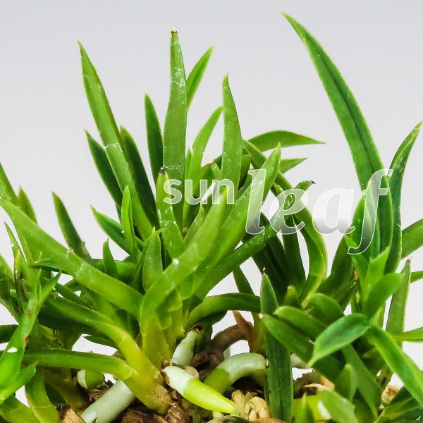 Неофинетия фальката СЭЙРЮ СИСИ 青竜獅子