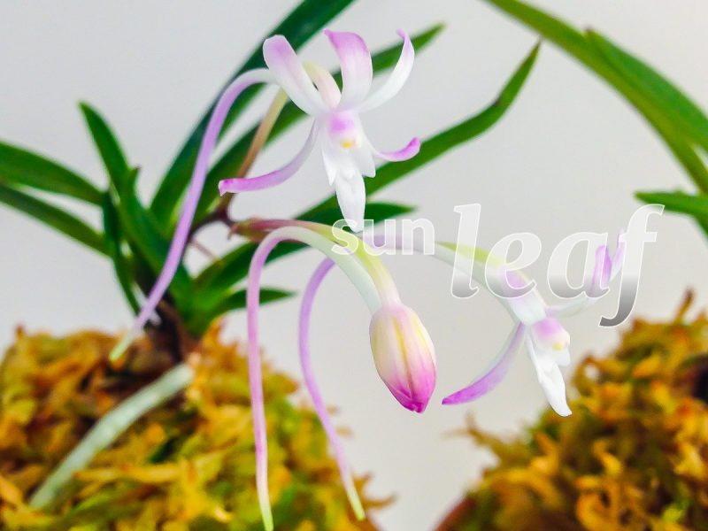 Неофинетия фальката СЁДЗЁ 猩々