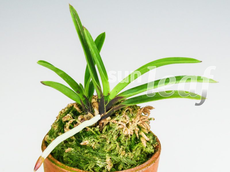 Неофинетия фальката СЁДЗЁ 猩々