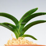 Неофинетия СумиНагаси (neofinetia Suminagash