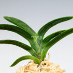 Неофинетия СумиНагаси (neofinetia Suminagash