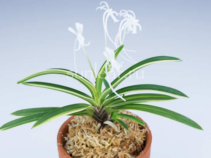 Неофинетия фальката ФУДЗИ НИСИКИ 富士錦