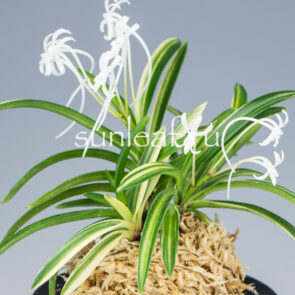 Неофинетия фальката ФУДЗИ НИСИКИ 富士錦