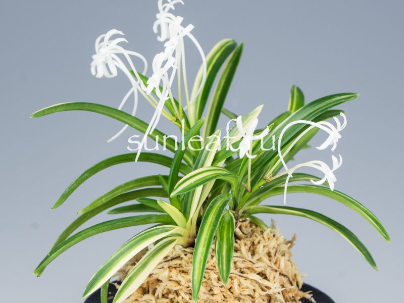 Неофинетия фальката ФУДЗИ НИСИКИ 富士錦