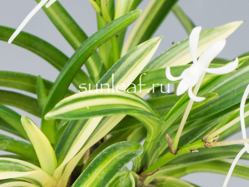 Неофинетия фальката ФУДЗИ НИСИКИ 富士錦