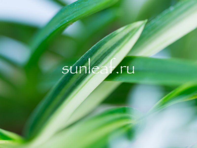 Неофинетия фальката ФУДЗИ НИСИКИ 富士錦