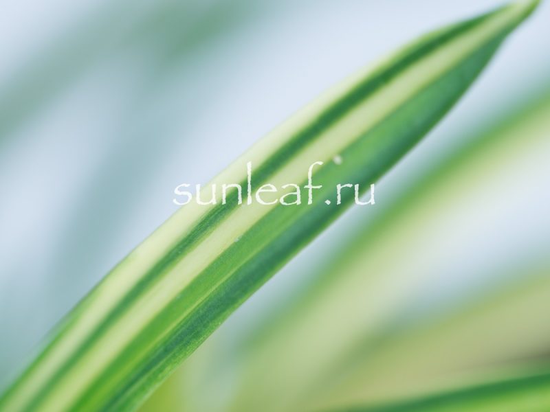 Неофинетия фальката ФУДЗИ НИСИКИ 富士錦