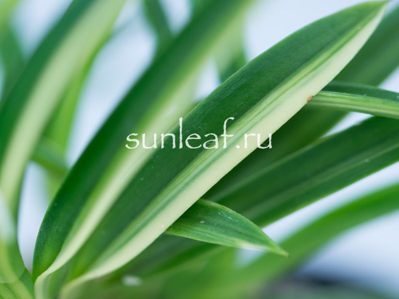 Неофинетия фальката ФУДЗИ НИСИКИ 富士錦