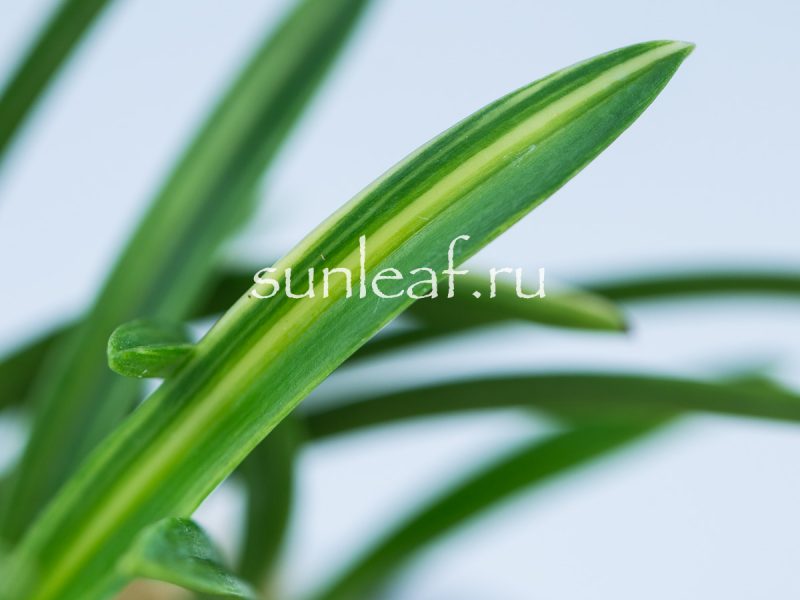 Неофинетия фальката ФУДЗИ НИСИКИ 富士錦