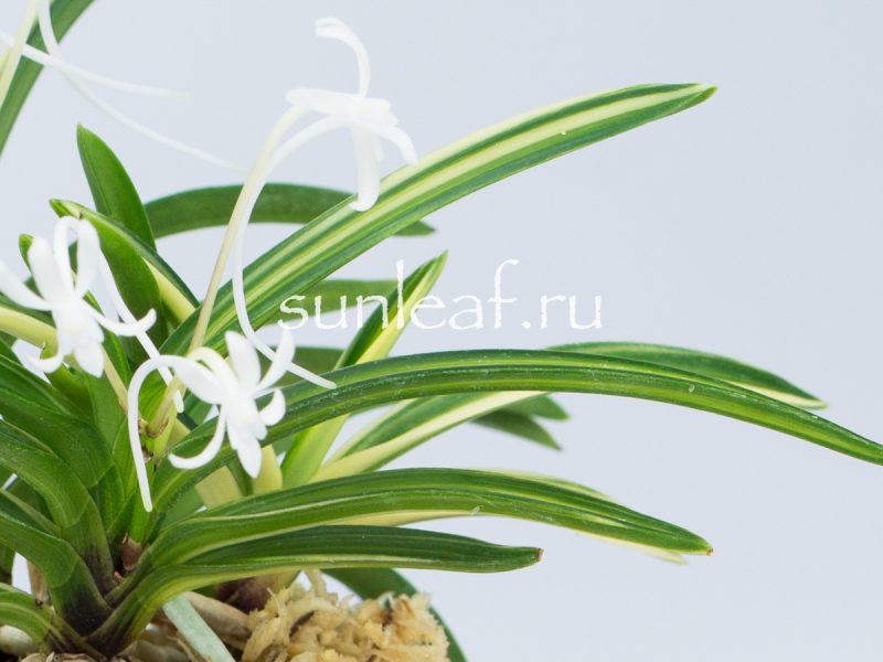 Неофинетия фальката ФУДЗИ НИСИКИ 富士錦