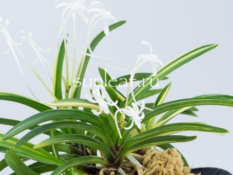 Неофинетия фальката ФУДЗИ НИСИКИ 富士錦