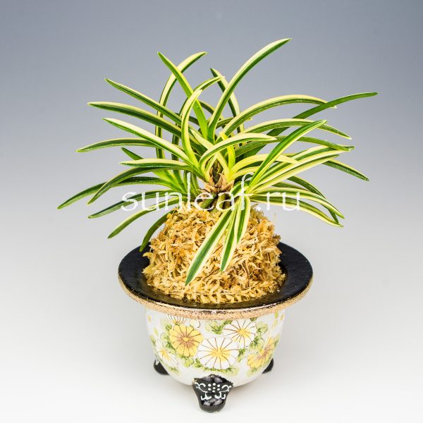 Неофинетия фальката ФУДЗИ НИСИКИ 富士錦