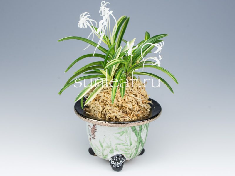 Неофинетия фальката ФУДЗИ НИСИКИ 富士錦