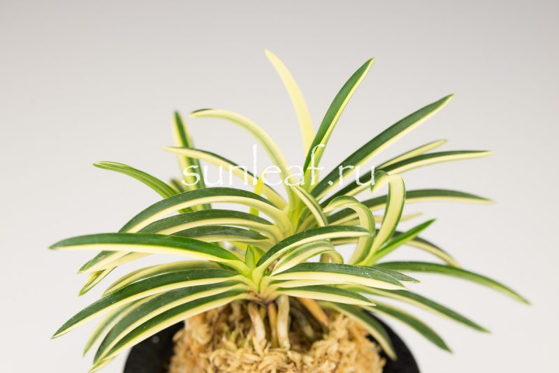 Неофинетия фальката ФУДЗИ НИСИКИ 富士錦