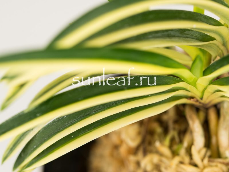 Неофинетия фальката ФУДЗИ НИСИКИ 富士錦