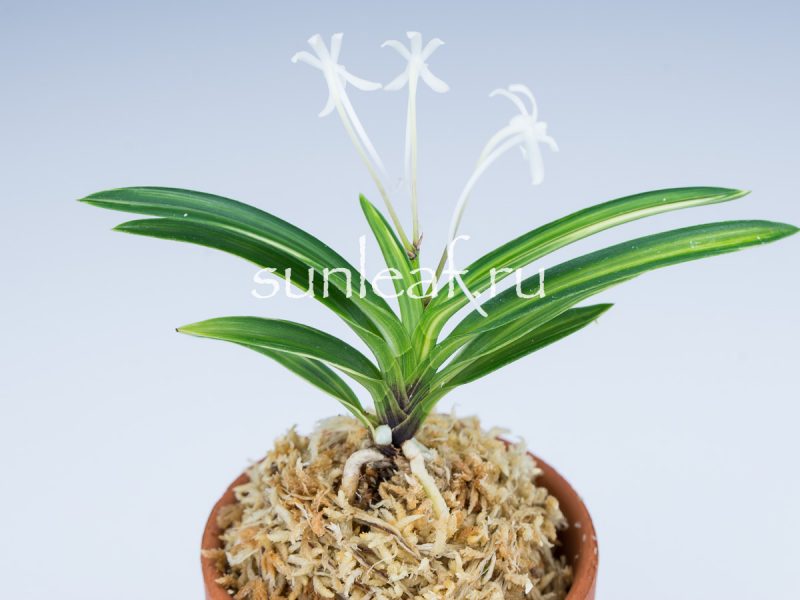 Неофинетия фальката ФУДЗИ НИСИКИ 富士錦