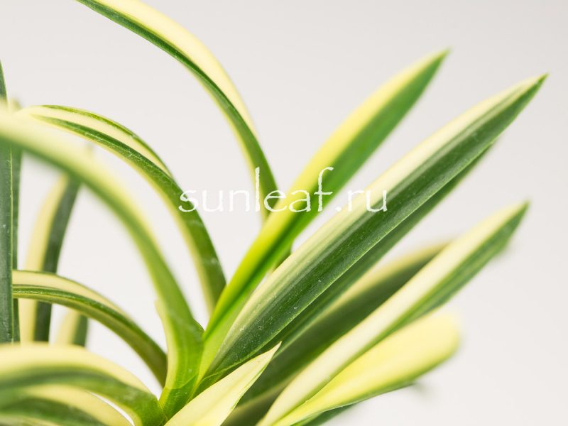 Неофинетия фальката ФУДЗИ НИСИКИ 富士錦