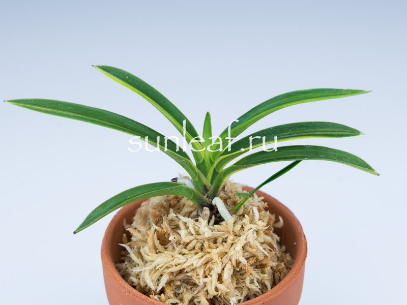 Неофинетия фальката ФУДЗИ НИСИКИ 富士錦