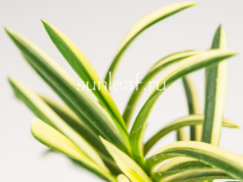 Неофинетия фальката ФУДЗИ НИСИКИ 富士錦