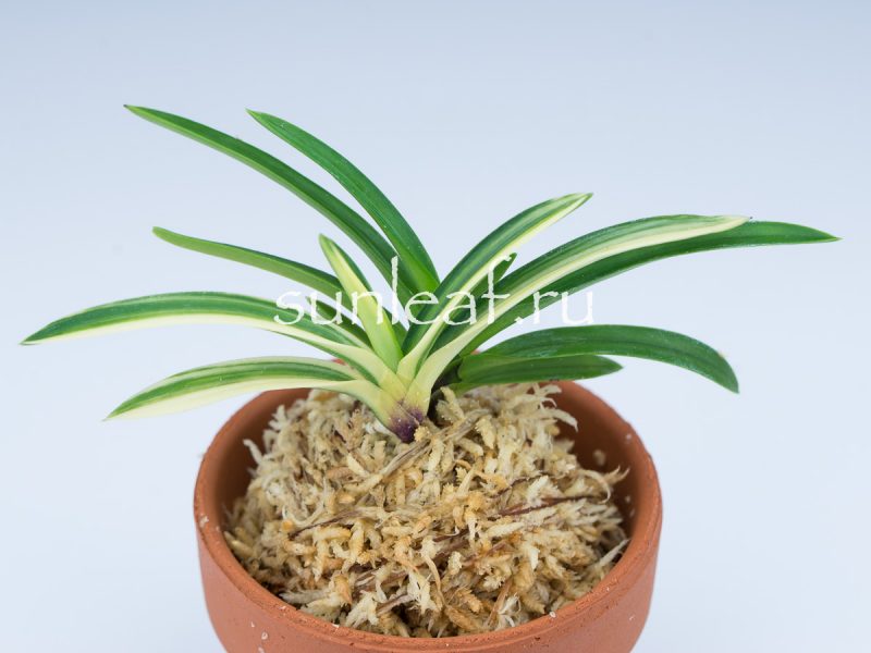 Неофинетия фальката ФУДЗИ НИСИКИ 富士錦