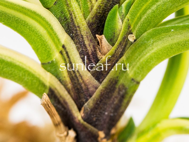 Неофинетия фальката ФУДЗИ НИСИКИ 富士錦