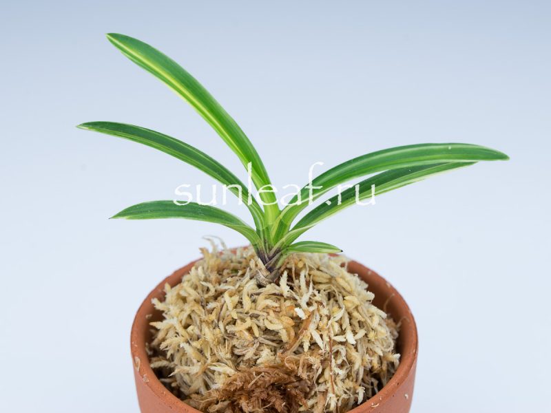 Неофинетия фальката ФУДЗИ НИСИКИ 富士錦