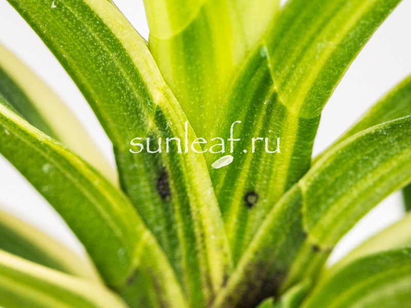 Неофинетия фальката ФУДЗИ НИСИКИ 富士錦