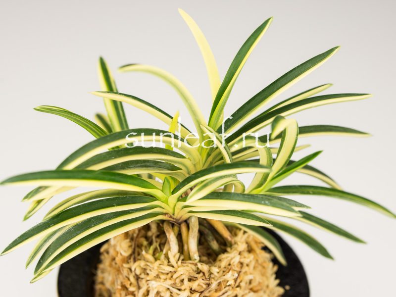 Неофинетия фальката ФУДЗИ НИСИКИ 富士錦