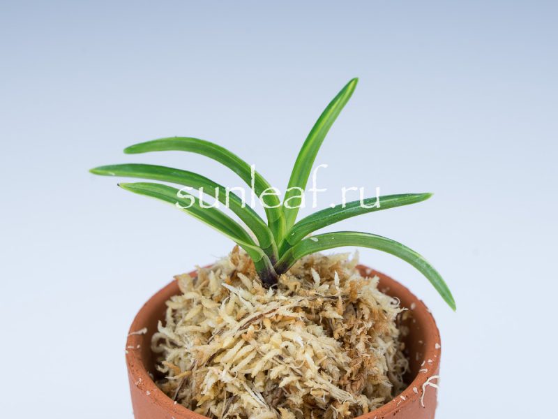 Неофинетия фальката ФУДЗИ НИСИКИ 富士錦