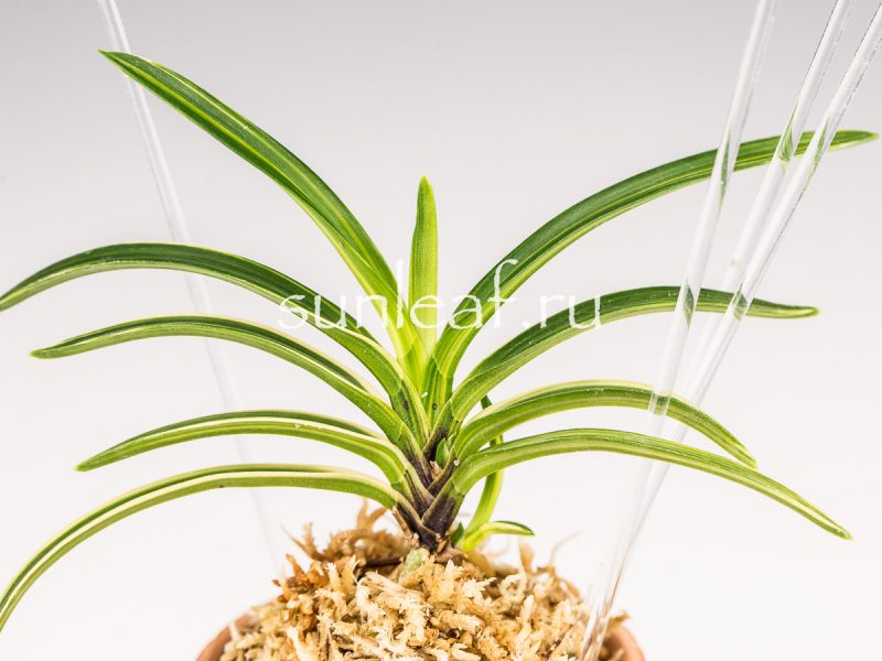 Неофинетия фальката ФУДЗИ НИСИКИ 富士錦