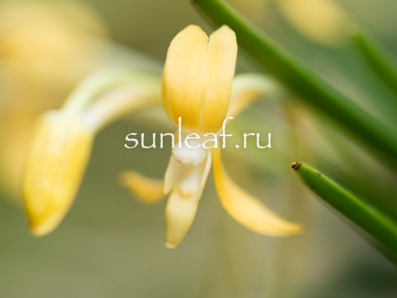 Неофинетия КИХО 黄鳳 neofinetia Kihou