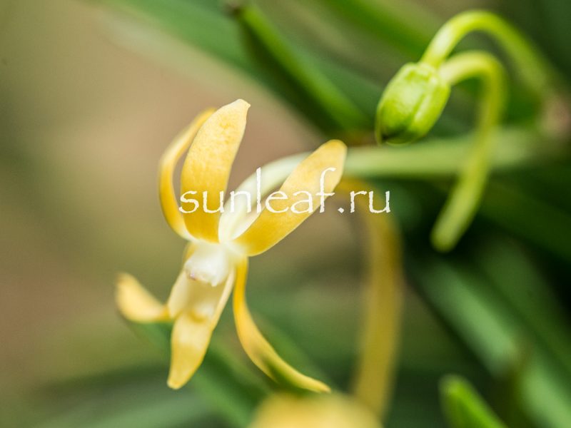 Неофинетия КИХО 黄鳳 neofinetia Kihou