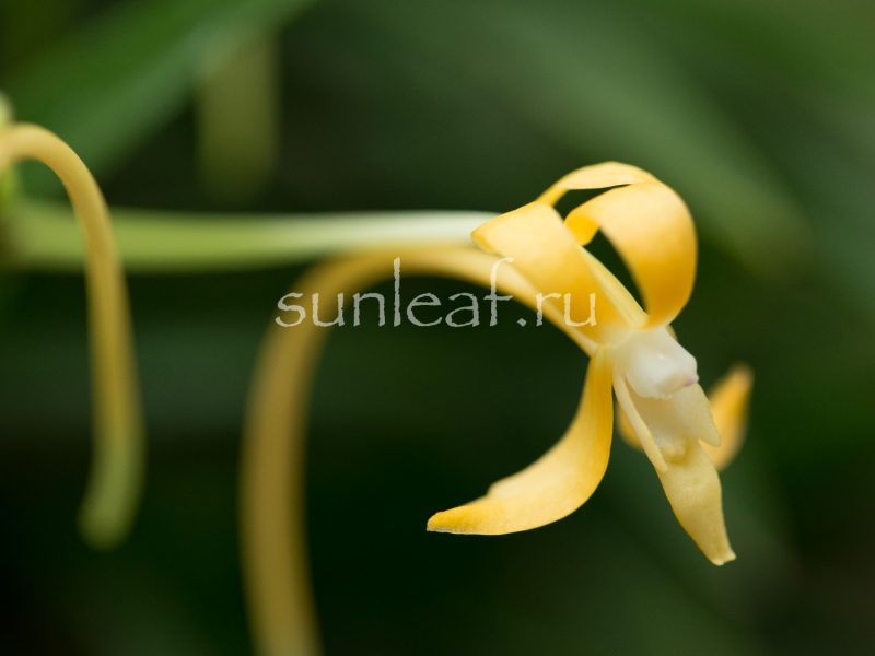 Неофинетия КИХО 黄鳳 neofinetia Kihou