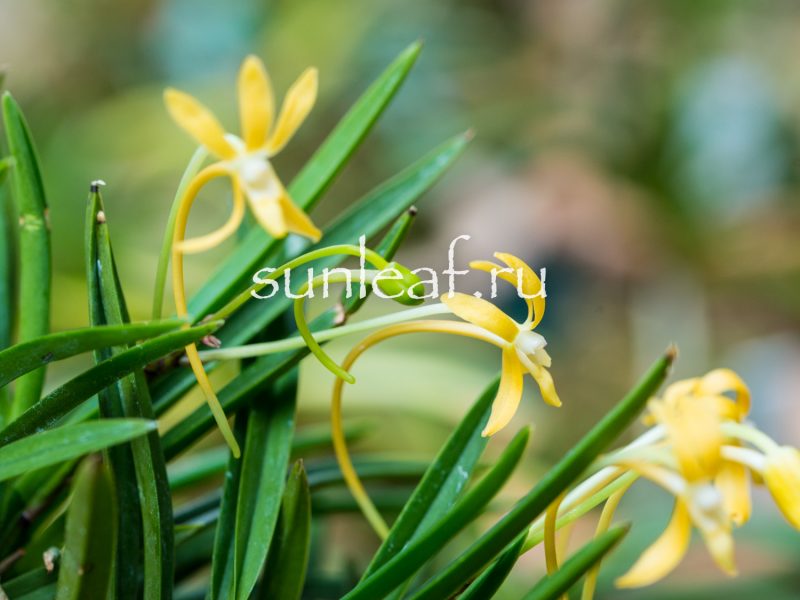 Неофинетия КИХО 黄鳳 neofinetia Kihou