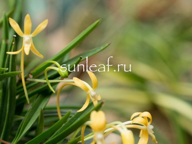 Неофинетия КИХО 黄鳳 neofinetia Kihou