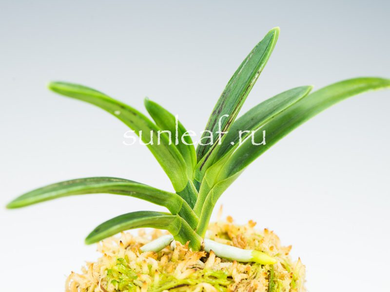 Неофинетия фальката СУМИ НАГАСИ 墨