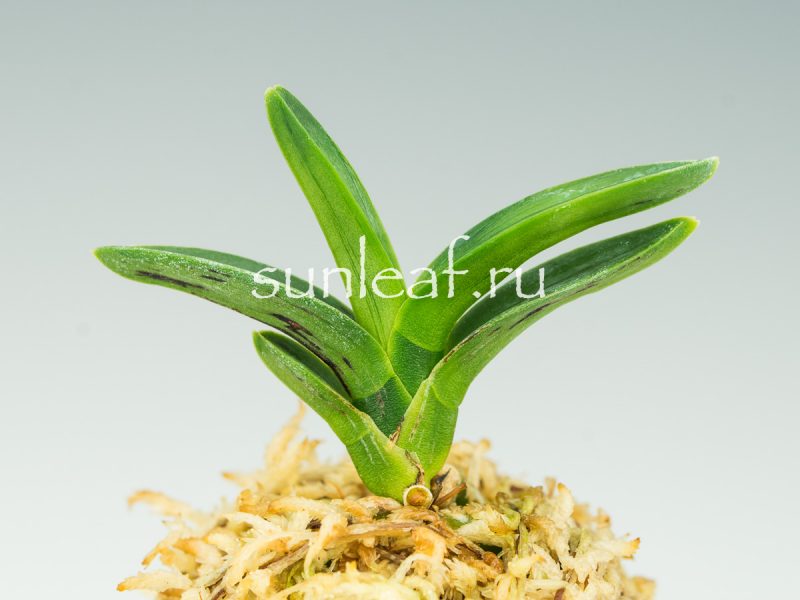 Неофинетия фальката СУМИ НАГАСИ 墨