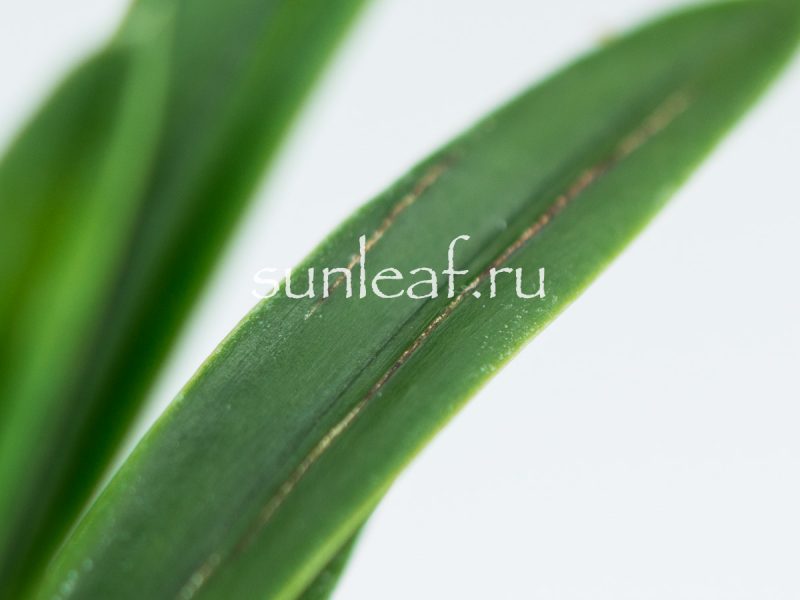 Неофинетия фальката СУМИ НАГАСИ 墨