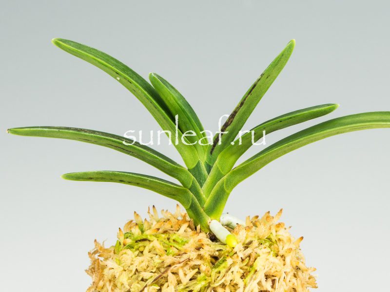 Неофинетия фальката СУМИ НАГАСИ 墨