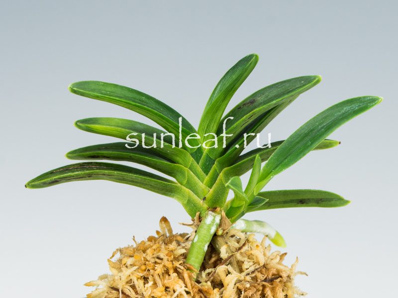 Неофинетия фальката СУРУ СУМИ 折墨